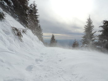 Snow covered land and trees against sky