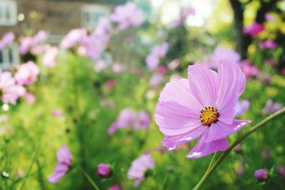 Close-up of pink cosmos flower