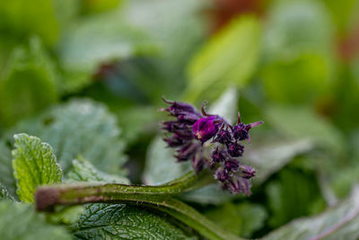 Flower in meadow