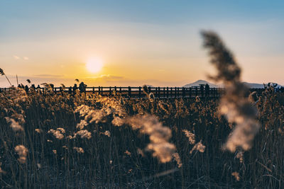 Scenic view of field against sky during sunset