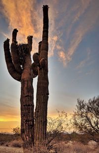 Low angle view of succulent plant on field against sky during sunset