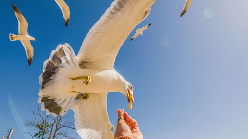 Low angle view of seagull flying