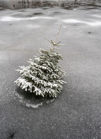 Close-up of snow on plant