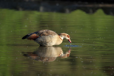 An egyptian goose during the golden hour