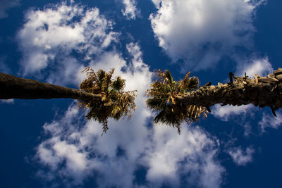 Low angle view of trees against cloudy sky