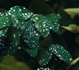 Close-up of wet plant leaves