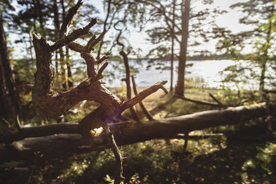 Close-up of tree trunk in forest