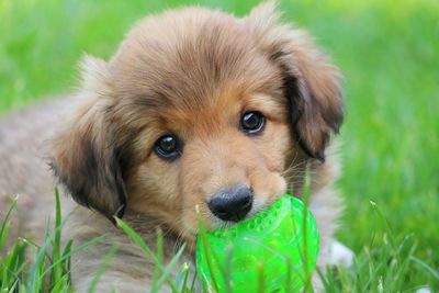 Close-up portrait of puppy