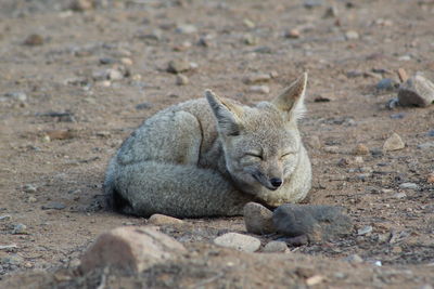 Portrait of fox resting on field