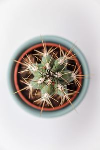 Directly above shot of succulent plant over white background