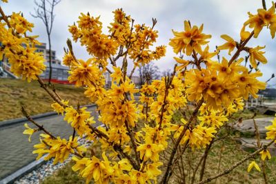 Close-up of yellow flowering plant against sky