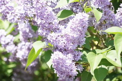 Close-up of purple flowering plant