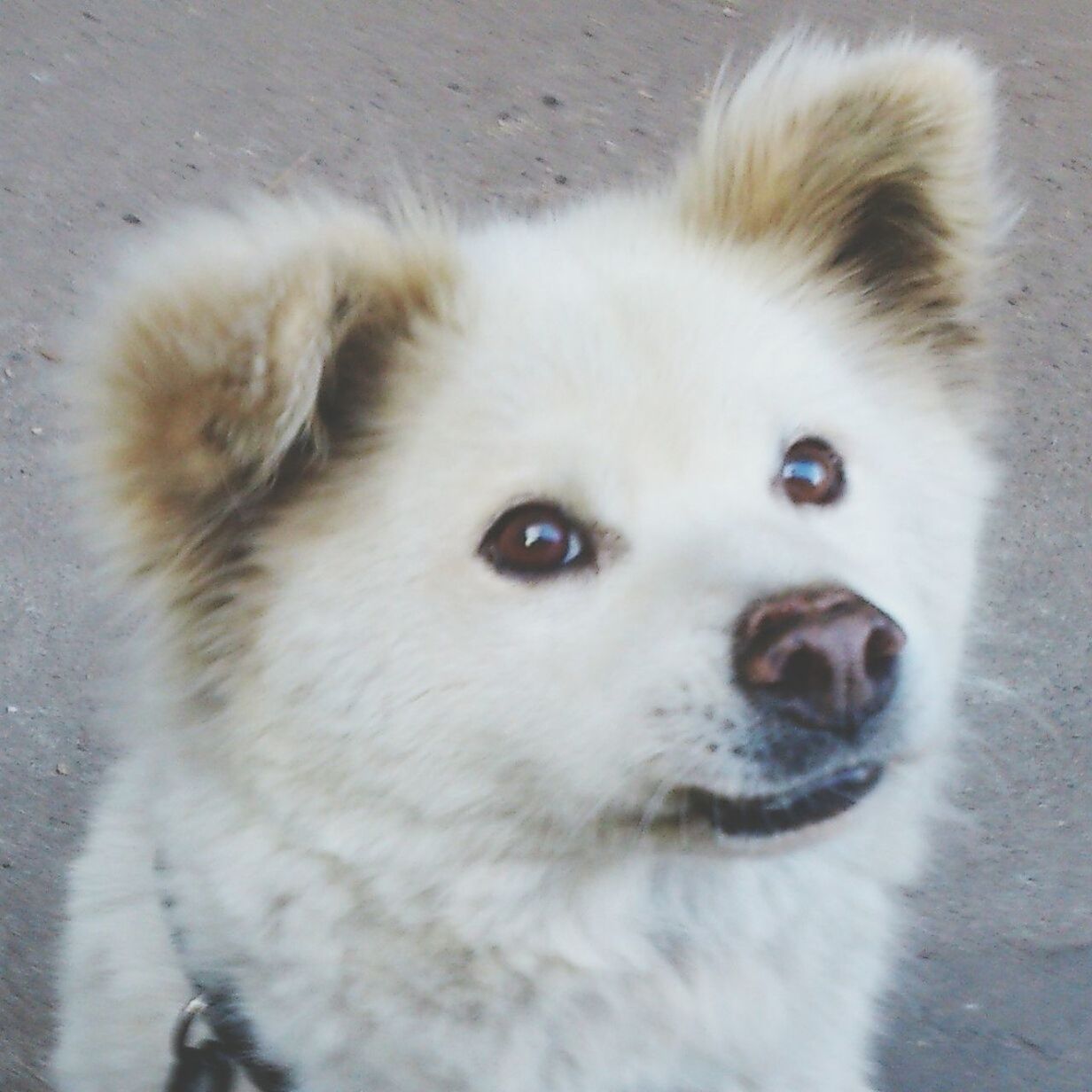 animal themes, one animal, mammal, domestic animals, pets, dog, close-up, portrait, animal head, looking at camera, animal hair, focus on foreground, high angle view, outdoors, day, no people, white color, animal body part, part of