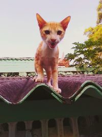 Cat looking up