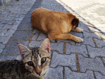 High angle view of cat lying on street