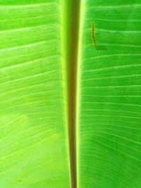 Full frame shot of green lizard