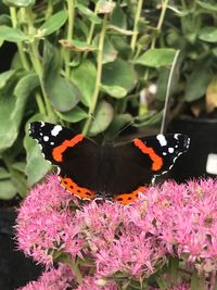 Close-up of butterfly pollinating on leaf