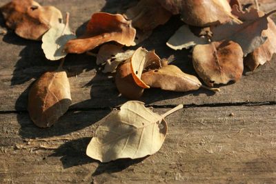 Close-up of dried leaves on wood