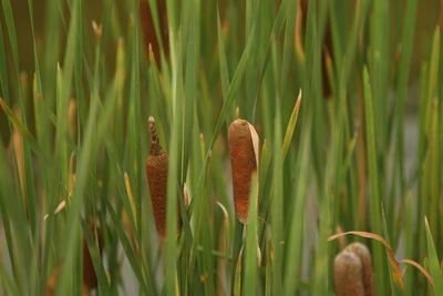 Close-up of fresh green plant in field