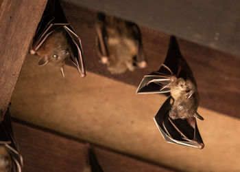 Close-up of bird flying