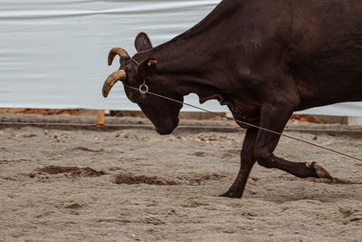 Cow standing on field