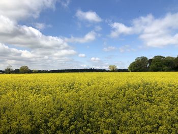 Scenic view of oilseed rape field against sky