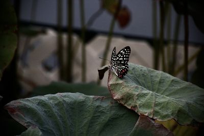 Close-up of butterfly on leaf