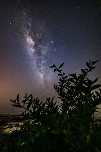 Low angle view of silhouette tree against sky at night