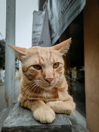 Orange cat