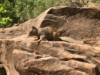 View of lizard on rock