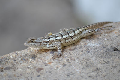 Close-up of lizard