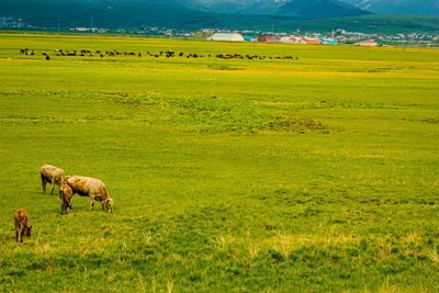 Sheep grazing in a field