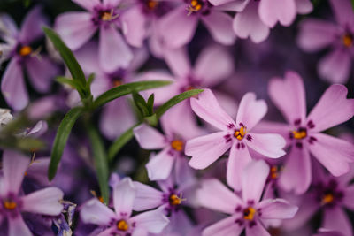Close-up of pink flowering plant