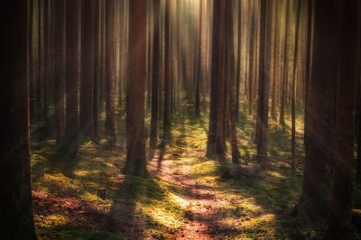 Trees growing in forest