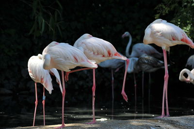 Flamingoes perching at lakeshore