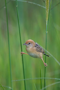 Close-up of bird perching on a plant