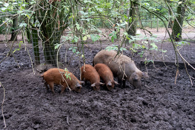 High angle view of sheep in a field