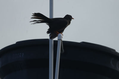 Low angle view of bird perching on roof