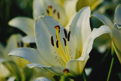 Close-up of white lily of flowering plant