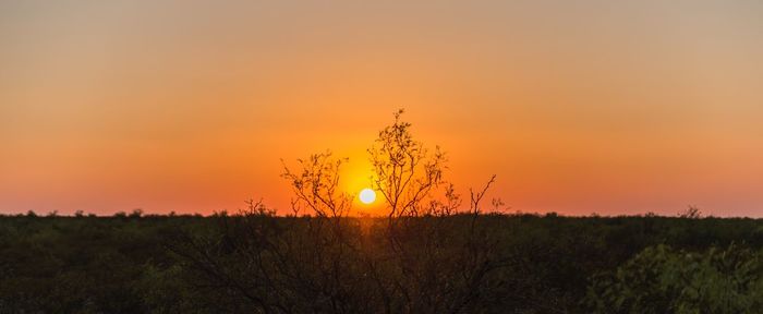 Close-up of silhouette plant on field against orange sky