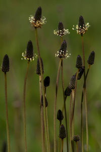 Close-up of flowering plant on field