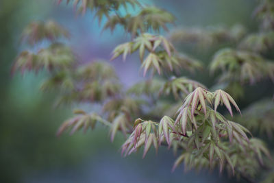 Close-up of leaves on plant