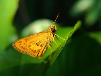 Butterfly on leaf