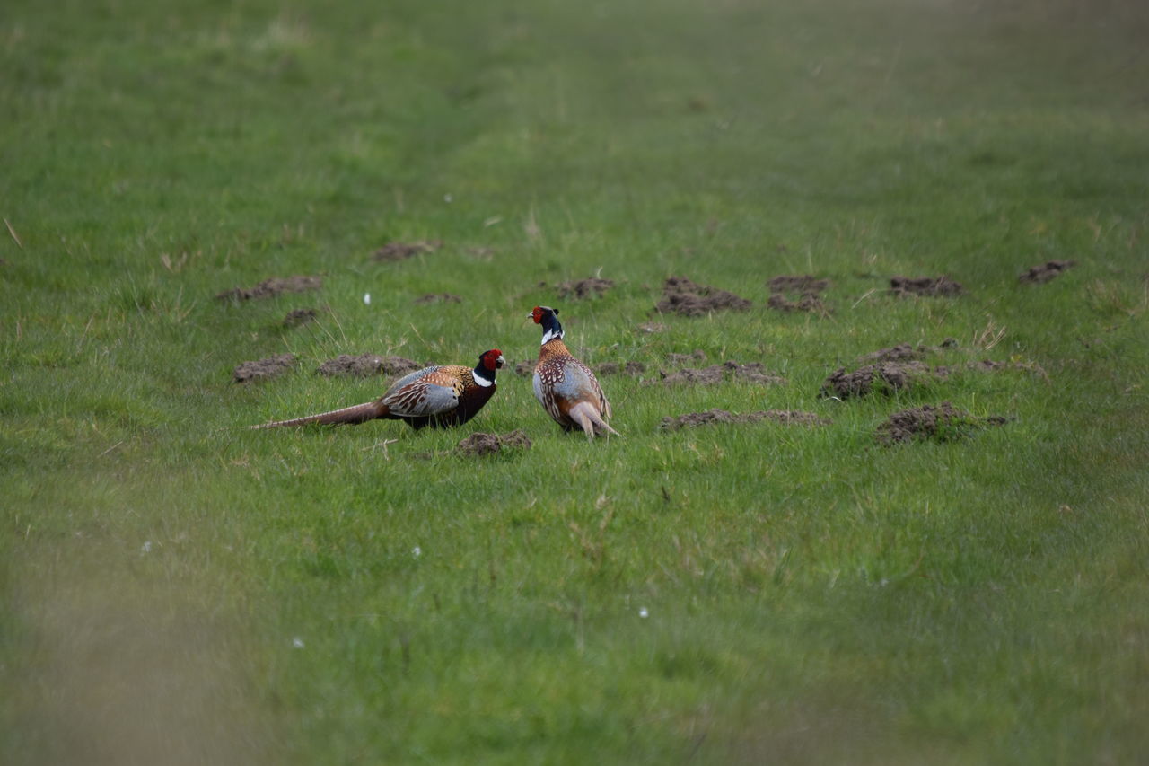 BIRDS PERCHING ON A GRASS