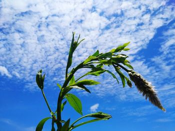 Low angle view of plant against blue sky