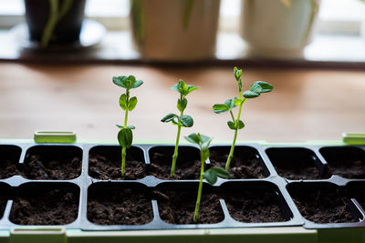 Close-up of potted plant