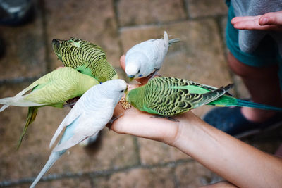 Midsection of man holding bird perching on hand