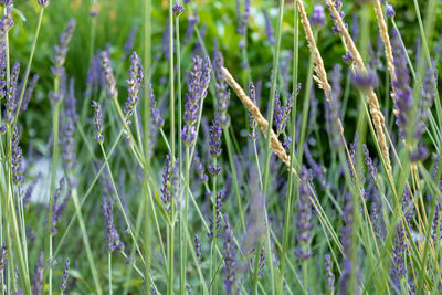 Close-up of purple flowering lavender plants on field