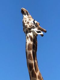 Low angle view of giraffe against clear blue sky