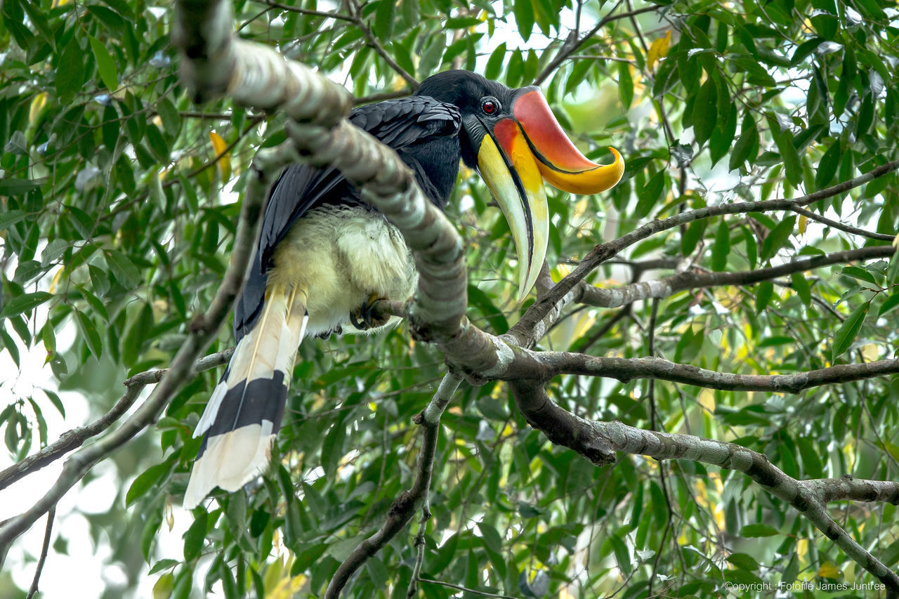 LOW ANGLE VIEW OF BIRD PERCHING ON A BRANCH